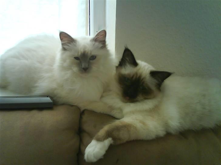 Hellig Birma Con Meo's Leeyla - *NYT*  Er det ikke bare et godt billed?! :-D  6 måneder billede 4