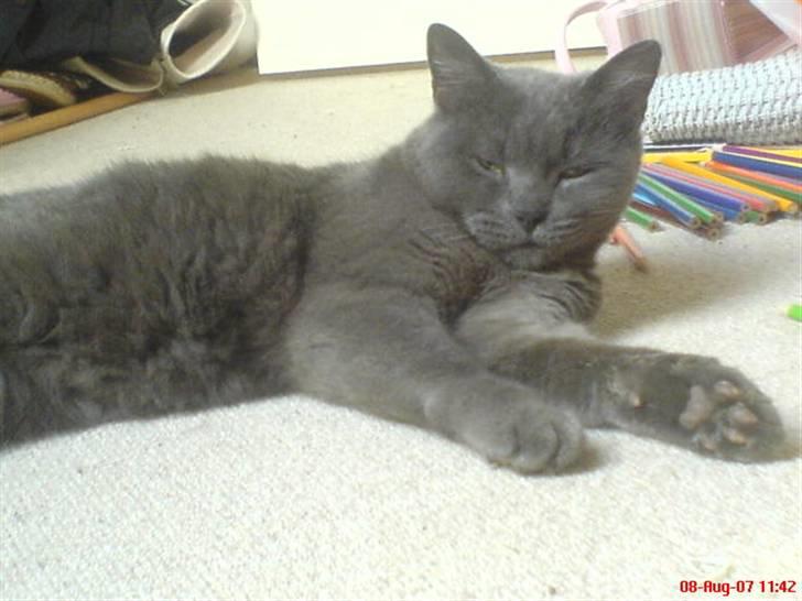 Blanding af racer Fie - Puha, man dovner :) billede 9