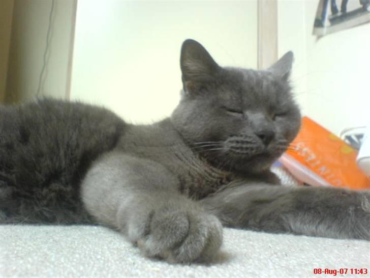 Blanding af racer Fie - "de kalder mig big foot!" billede 10