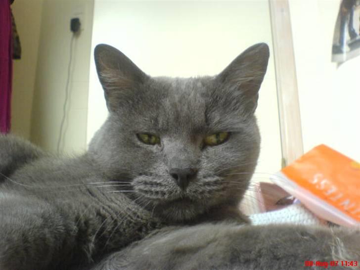 Blanding af racer Fie - Så skøn man er :D billede 11