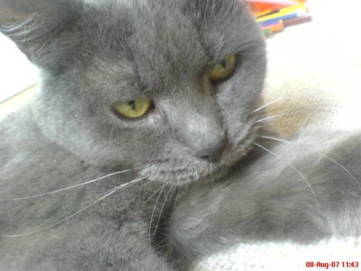 Blanding af racer Fie - Jaa, jeg kan skam også give dræber blikket :D billede 12