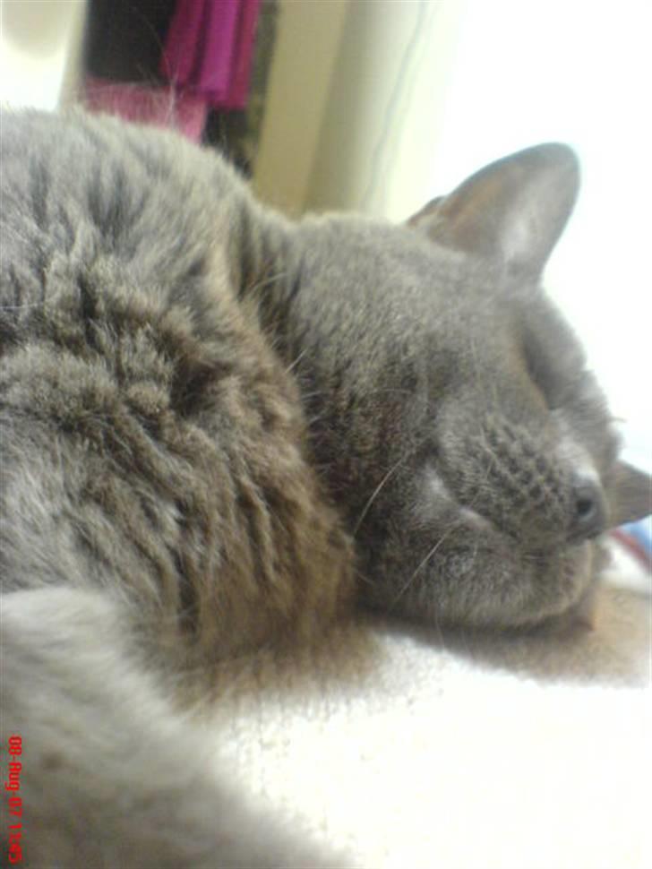 Blanding af racer Fie - Åh, jeg ligger godt ;) billede 13