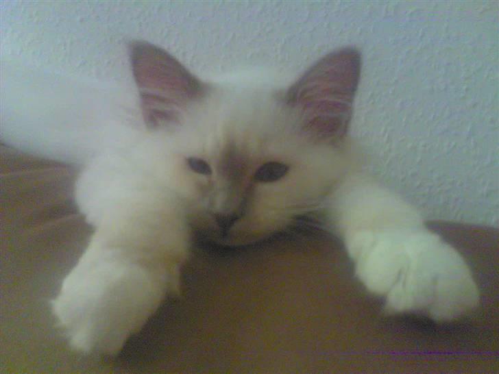 Hellig Birma Con Meo's Leeyla - Halløj ;) billede 5