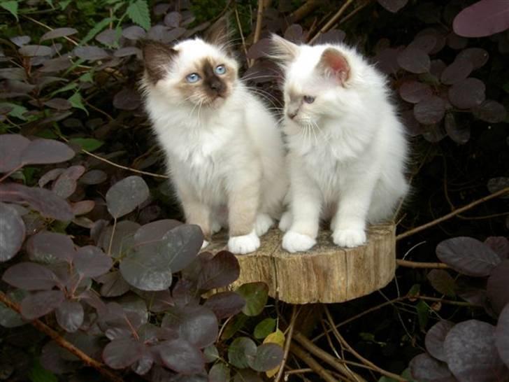 Hellig Birma Con Meo's Leeyla - Mig og min søster Lusia leger lige smukke modeller billede 6