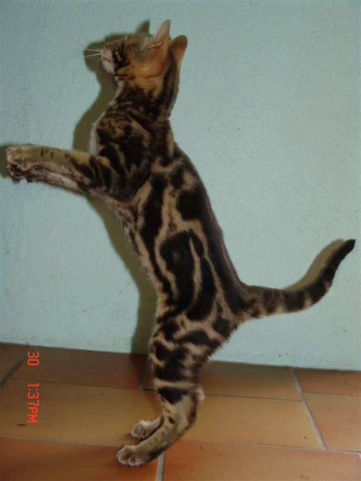 Bengal Kuld af Ambala billede 1