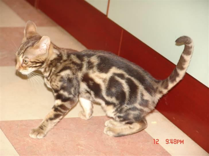 Bengal Kuld af Ambala billede 2