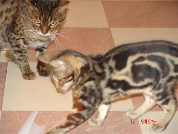 Bengal Kuld af Ambala billede 3