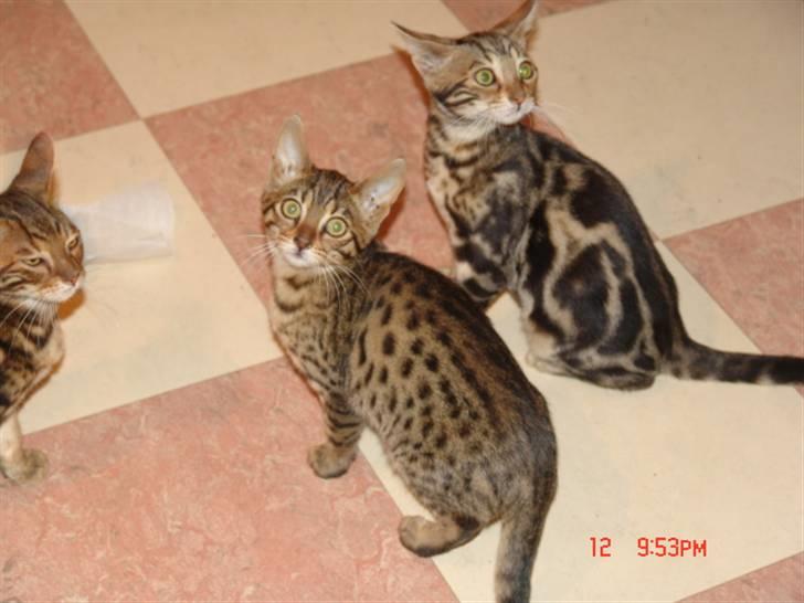 Bengal Kuld af Ambala billede 4