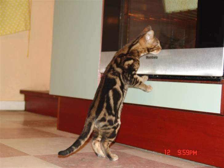 Bengal Kuld af Ambala billede 5