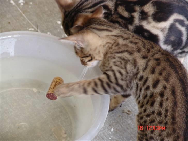 Bengal Kuld af Ambala billede 6