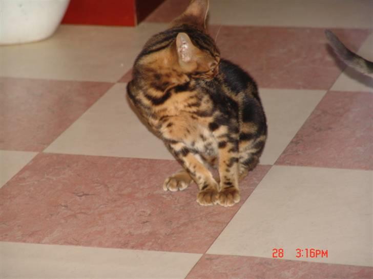 Bengal Kuld af Ambala billede 7