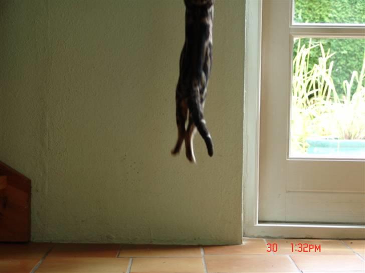 Bengal Kuld af Ambala billede 8