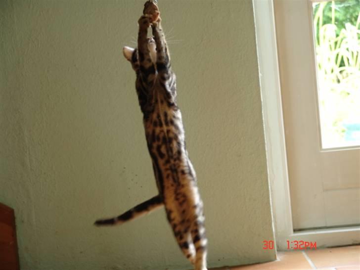 Bengal Kuld af Ambala billede 9