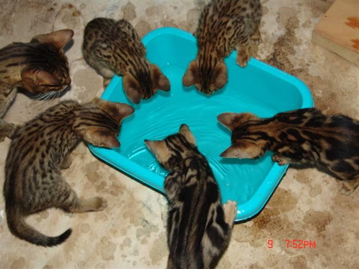 Bengal Kuld af Ambala billede 10