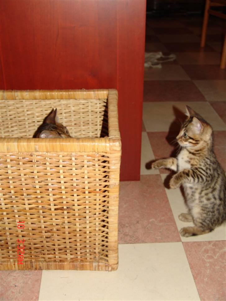 Bengal Kuld af Ambala billede 11