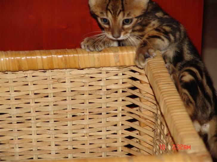 Bengal Kuld af Ambala billede 12