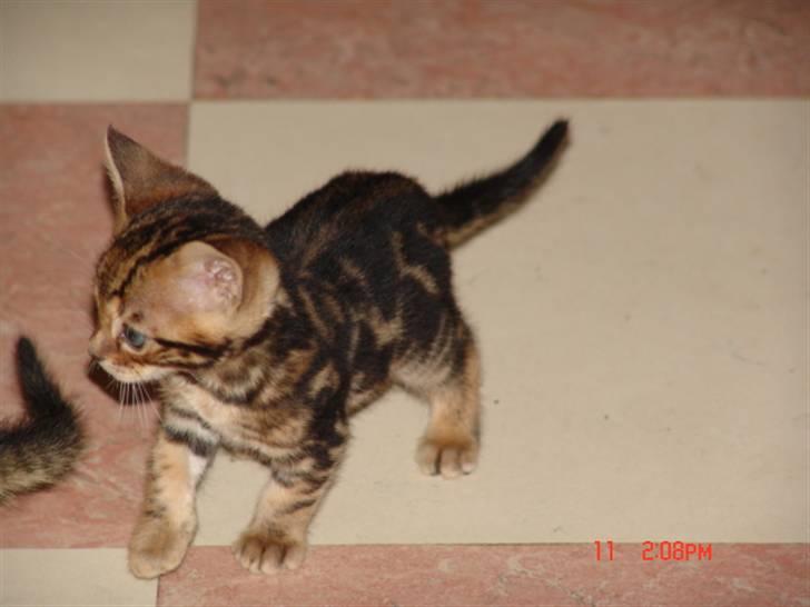 Bengal Kuld af Ambala billede 13