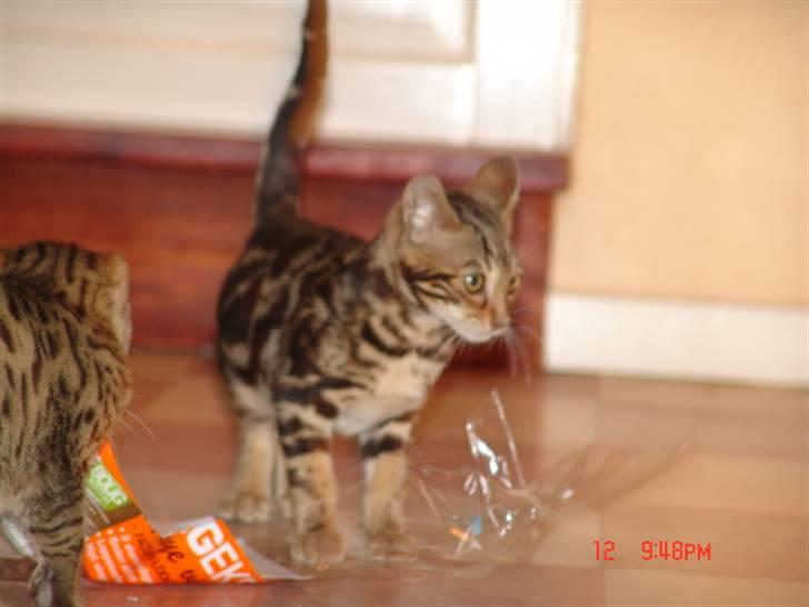 Bengal Kuld af Ambala billede 14