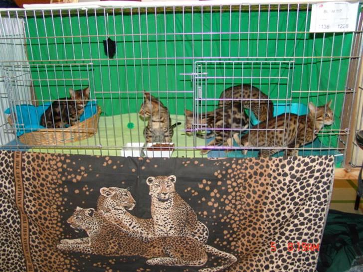 Bengal Kuld af Ambala - Darak udstilling i Hillerød ´07 billede 15