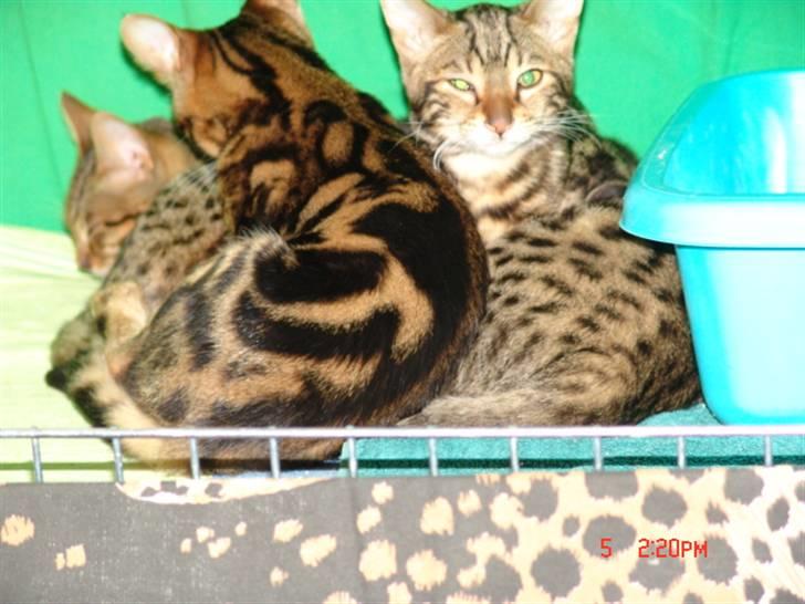 Bengal Kuld af Ambala - Til Darak udstilling i Hillerød ´07 billede 16