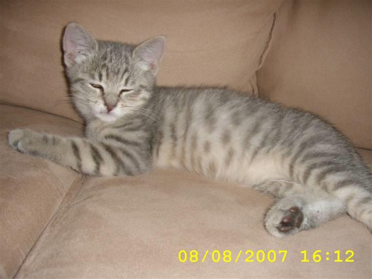 Huskat Mizzi - Dejligt at ligge i sofaen :o) billede 11