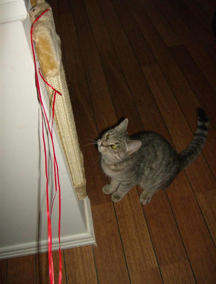 Huskat Mizzi - Nyt! Nu hopper jeg snart... billede 12