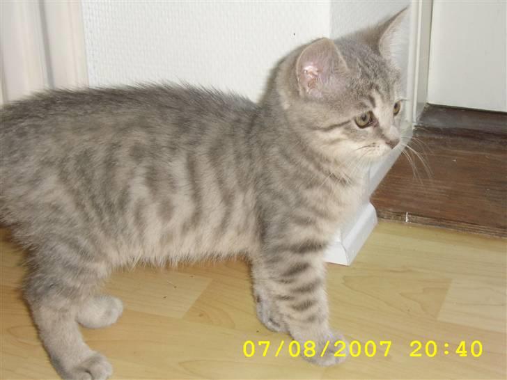 Huskat Mizzi - Uhhh, han er godt nok noget stor den hund... billede 14