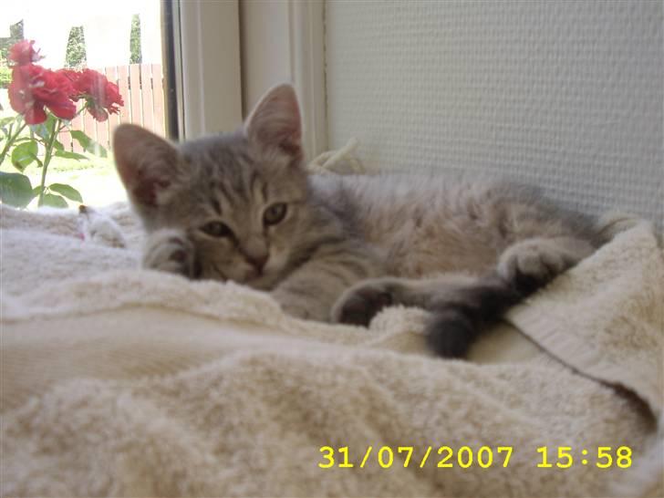 Huskat Mizzi - Dejligt at ligge i vinduet.. billede 15