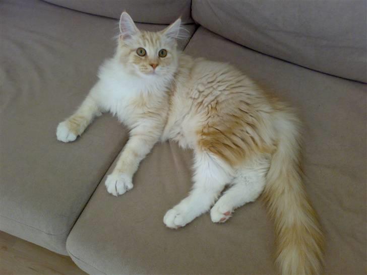 Maine Coon Disney billede 13