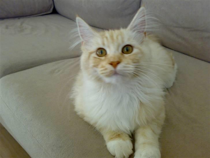 Maine Coon Disney billede 14