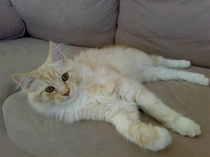 Maine Coon Disney billede 15