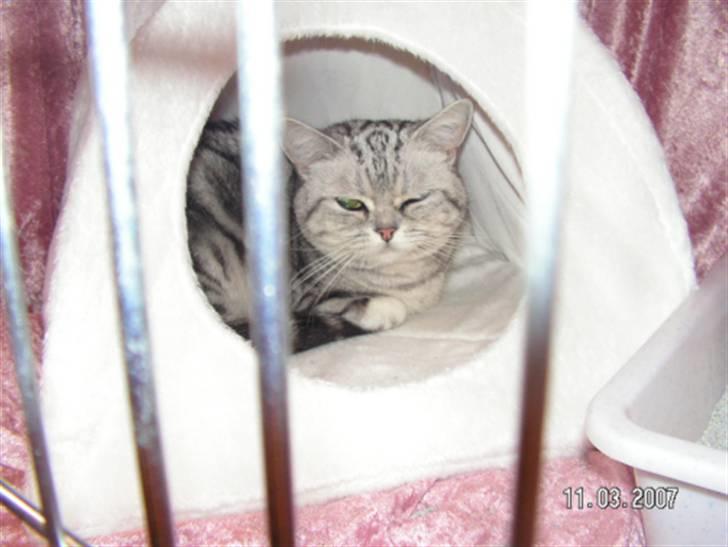 British Shorthair Pretty - Pretty på udstilling billede 6