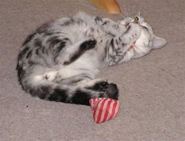 British Shorthair Pretty billede 7