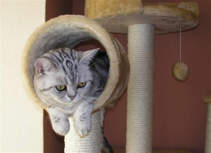 British Shorthair Pretty billede 8