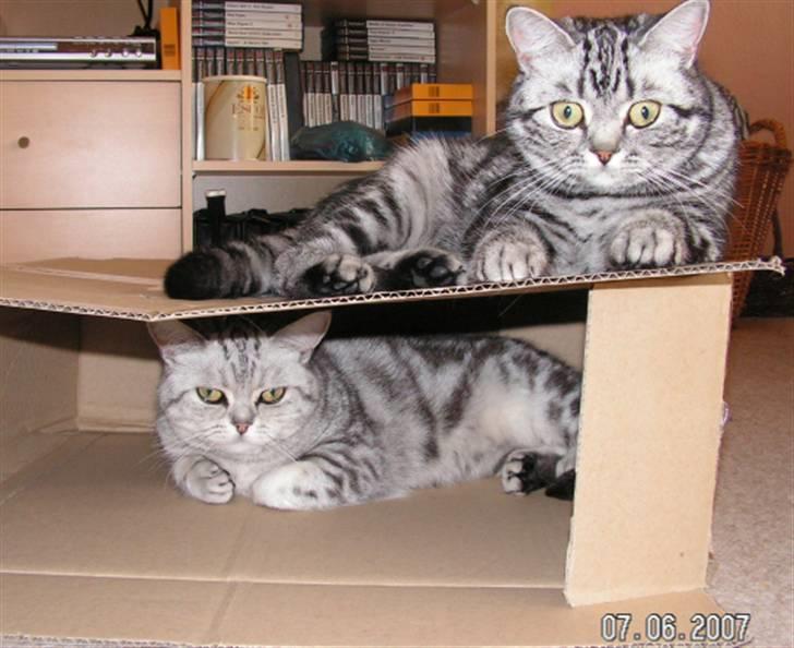 British Shorthair Pretty - Mor og datter billede 9