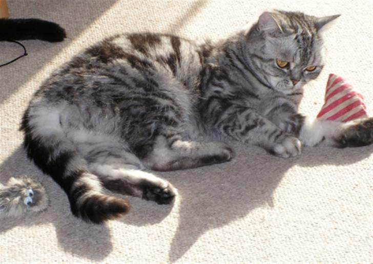 British Shorthair Gabby billede 6