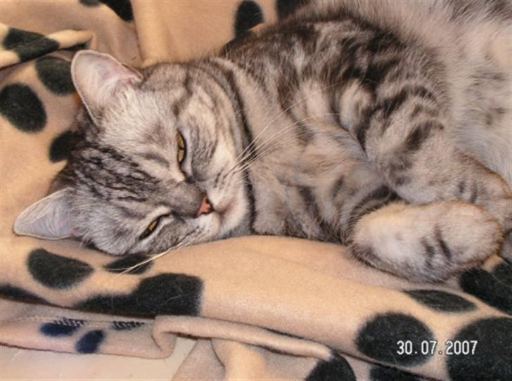 British Shorthair Gabby billede 7