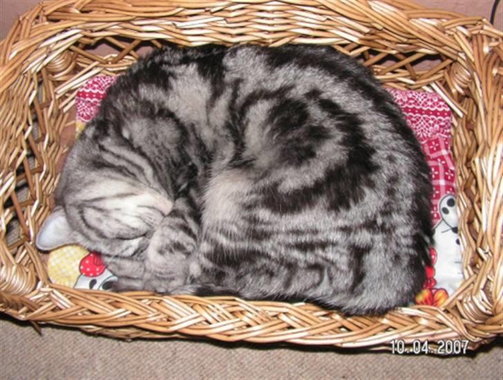 British Shorthair Gabby billede 8