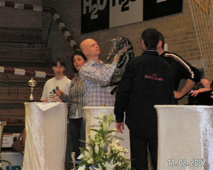 British Shorthair Gabby - Gabby på scenen billede 9