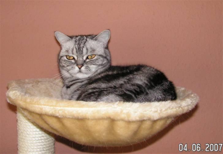 British Shorthair Gabby billede 10