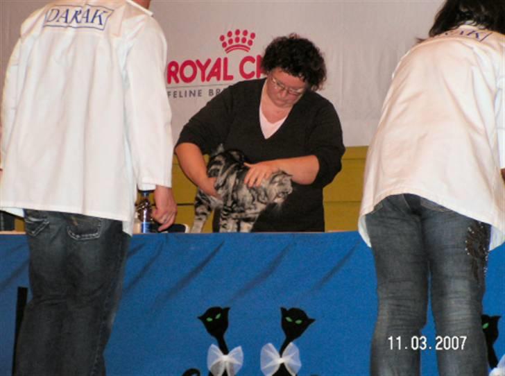 British Shorthair Gabby - Gabby bliver bedømt på scenen billede 11
