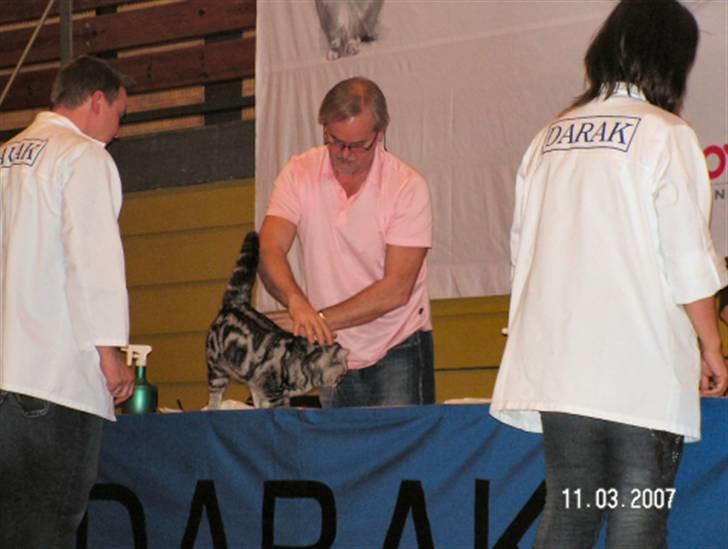 British Shorthair Gabby - Gabby på scenen billede 12