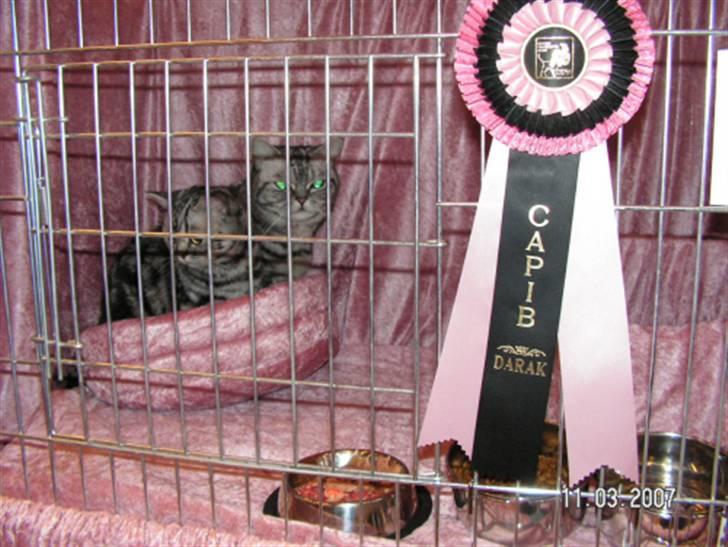 British Shorthair Gabby - Gabby i udstillingsbur sammen med Crazy billede 13