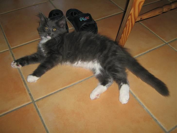 Blanding af racer  NFO/MCO Mega ( Mikkel ) - Blev lige lidt træt.Puha,det er hårdt at drøne rundt *GG* billede 10