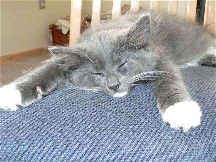 Blanding af racer  NFO/MCO Mega ( Mikkel ) - Min yndlings sovestilling ;o) billede 11