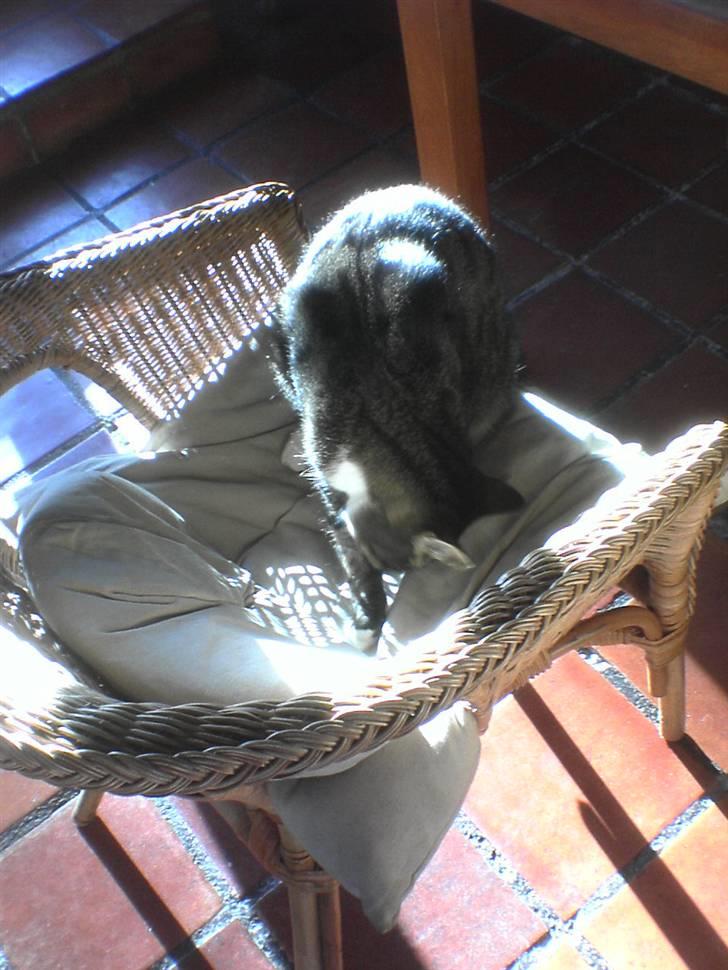 Blanding af racer KalleKæleKat (Kalle) billede 2