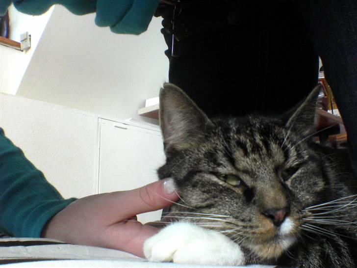 Blanding af racer KalleKæleKat (Kalle) billede 3