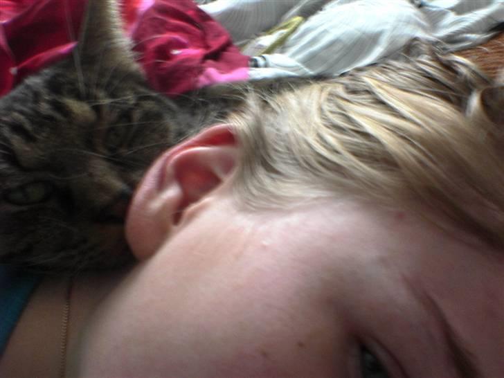 Blanding af racer KalleKæleKat (Kalle) billede 5