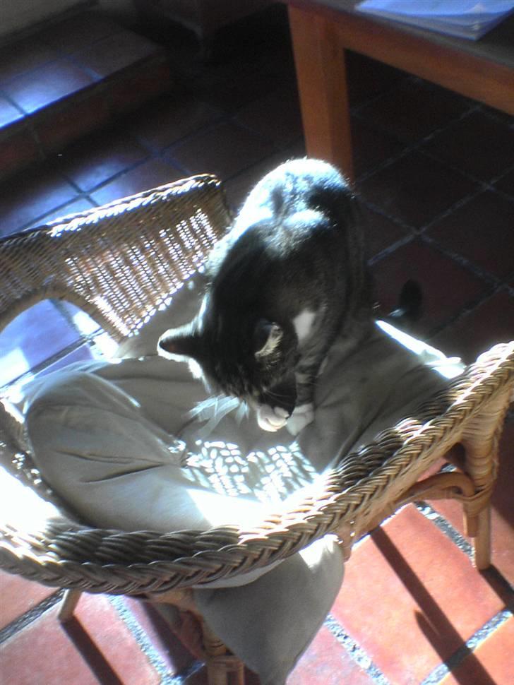 Blanding af racer KalleKæleKat (Kalle) billede 6