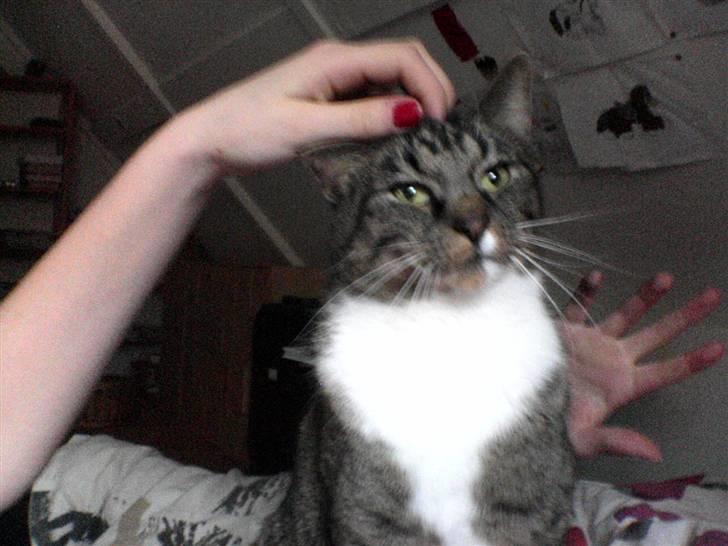 Blanding af racer KalleKæleKat (Kalle) billede 7